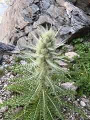 Cirsium scariosum