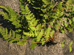Woodsia macrochlaena