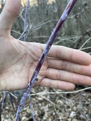 Rubus occidentalis