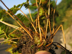 Woodsia macrochlaena