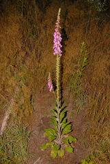 Digitalis purpurea purpurea