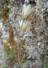 Gagea serotina