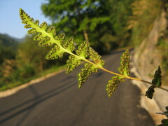 Woodsia macrochlaena