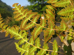 Woodsia macrochlaena
