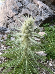 Cirsium scariosum