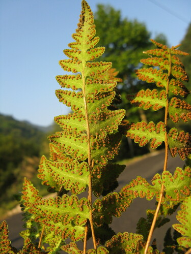 Wide-blade woodsia (Woodsia macrochlaena)