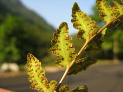 Woodsia macrochlaena