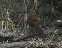 Toxostoma longirostre