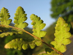 Woodsia macrochlaena