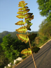 Woodsia macrochlaena