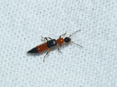 Paederus fuscipes