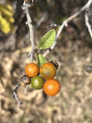 Solanum lanceolatum