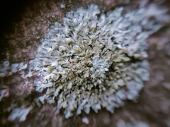 Hyperphyscia adglutinata