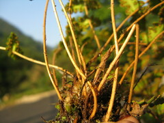 Woodsia macrochlaena