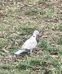 Streptopelia decaocto