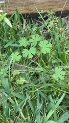 Geranium pusillum