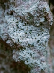 Alyxoria varia