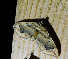 Pelurga comitata