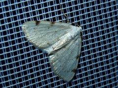 Lomographa bimaculata