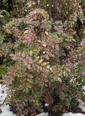 Berberis fremontii