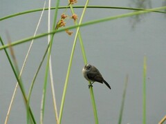 Serpophaga nigricans