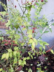 Sarcococca ruscifolia