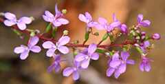 Stylidium lineare