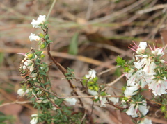 Epacris impressa