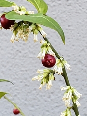 Sarcococca ruscifolia