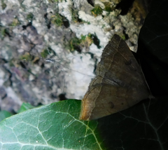 Pechipogo plumigeralis