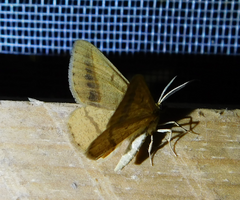 Isturgia arenacearia