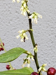 Sarcococca ruscifolia