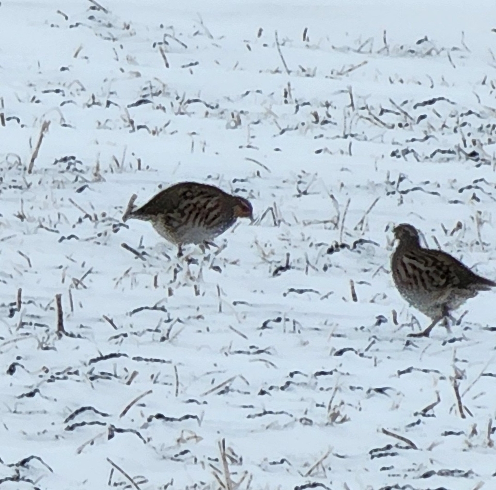 Gray Partridge from Headingley, MB R4J 1B8, Canada on January 1, 2023 ...