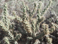 Cylindropuntia acanthocarpa