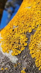 Xanthoria parietina