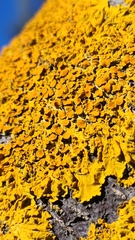 Xanthoria parietina