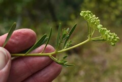 Platysace valida