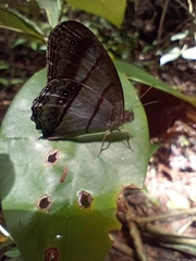 Archeuptychia cluena