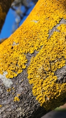 Xanthoria parietina