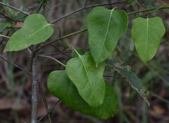 Leichhardtia rostrata