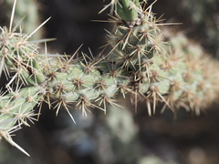 Cylindropuntia acanthocarpa
