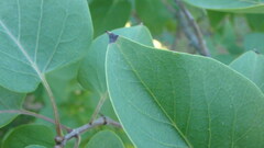 Gracillaria syringella