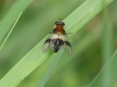 Leucozona lucorum