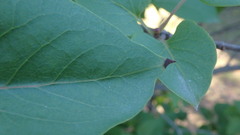 Gracillaria syringella