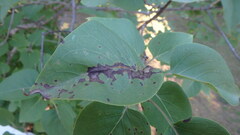 Gracillaria syringella