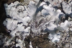 Parmelina