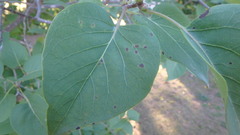 Gracillaria syringella