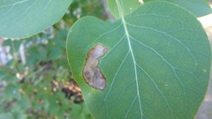 Gracillaria syringella