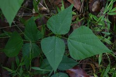 Rhynchosia acuminatissima