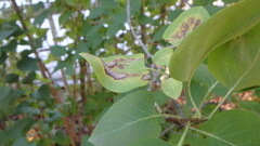 Gracillaria syringella